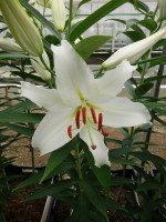 [5275 Universe EVR No02.JPG]